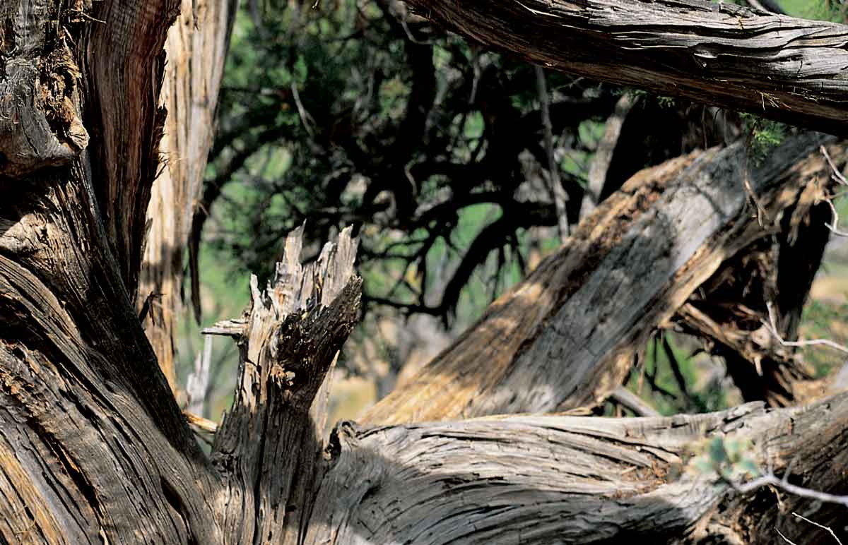 Brumar S.R.L. Radici